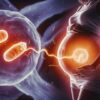 Moștenirea genetică la copiii născuți prin tehnologia MRT