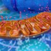 Fapte interesante despre terapia mitocondrială